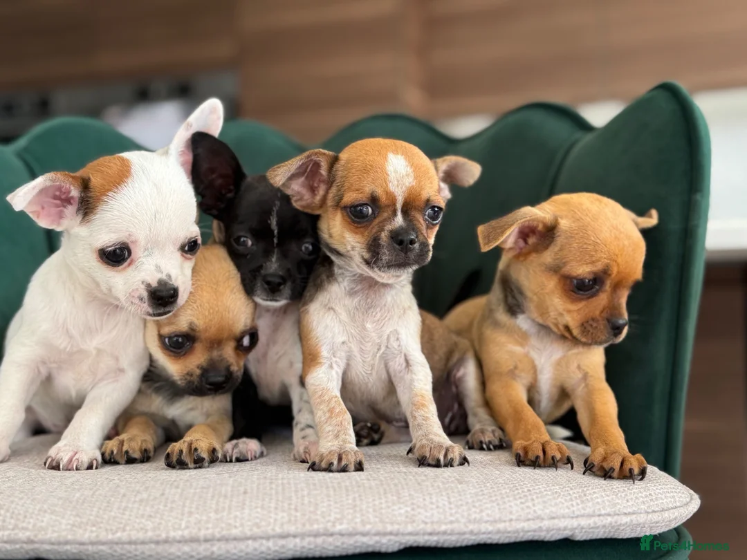 Chihuahua dogs for sale: Adorable Chihuahua Puppies - Advert 1