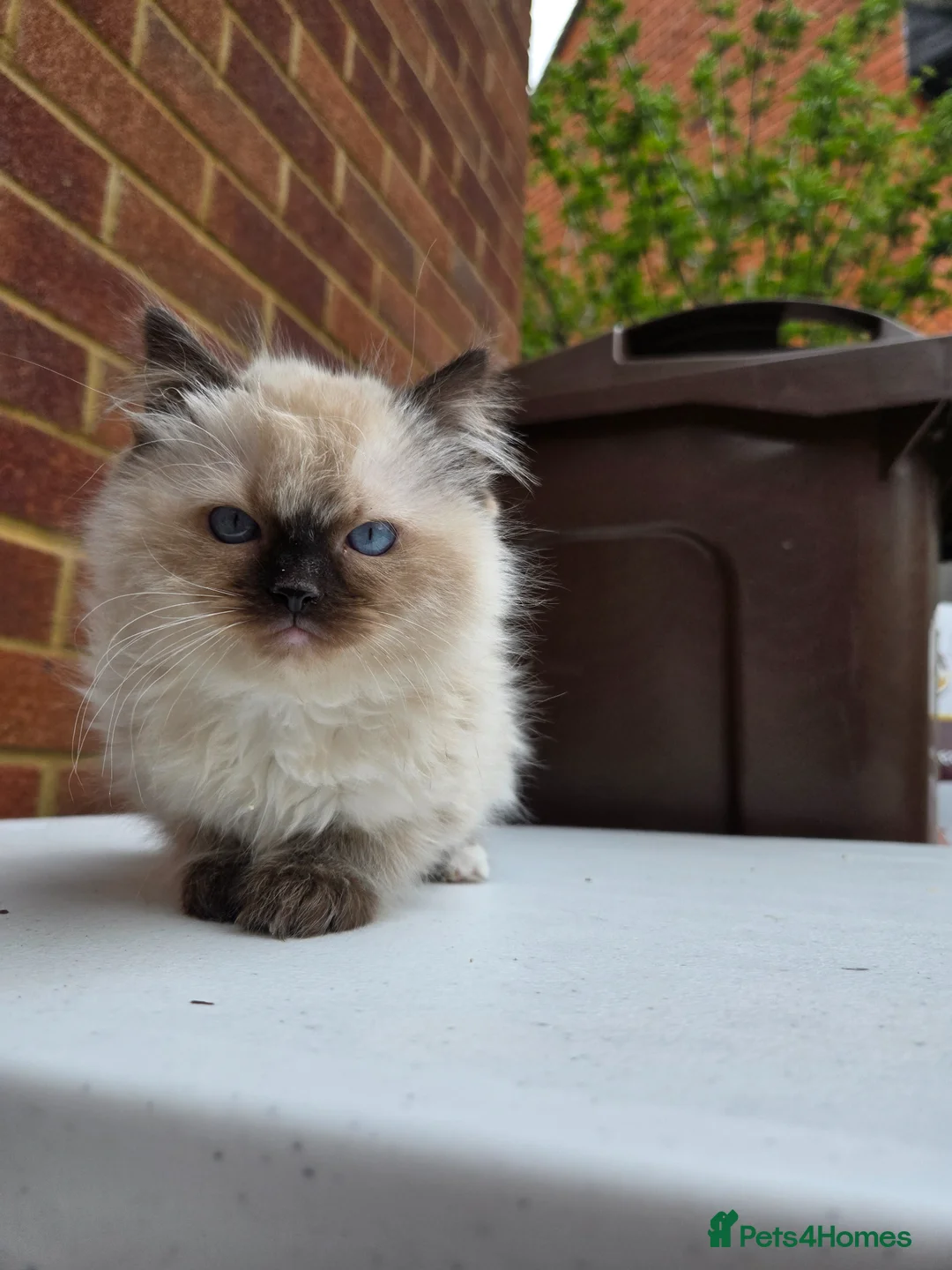 Ragdoll cats for sale: Lovely kittens available for rehome  - Advert 17