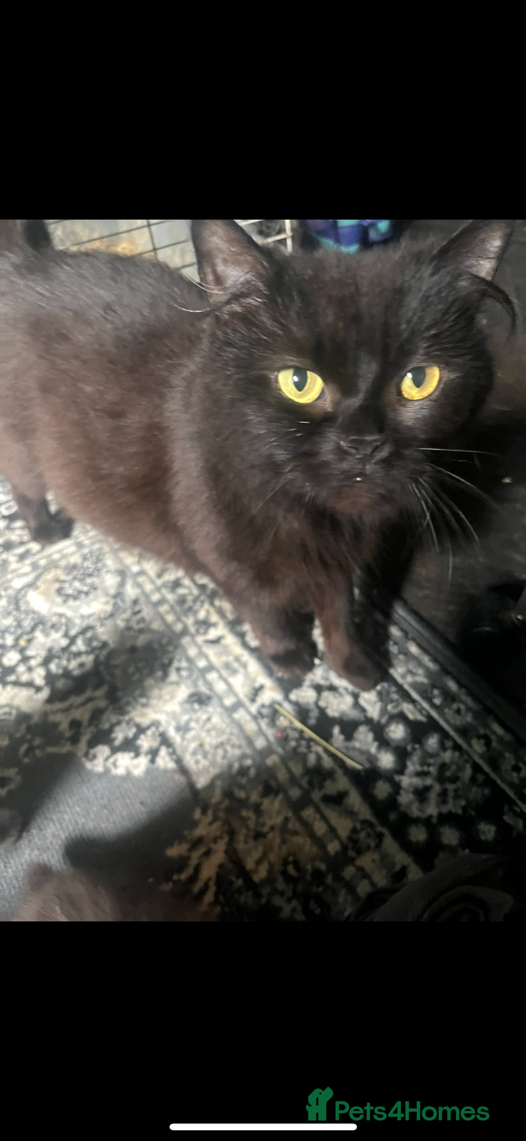 Persian cats for sale: Persian x ragdoll kittens all boys  - Image 12