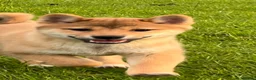 Japanese Shiba Inu dogs for sale: REDUCED Pure bred Shiba Inu Puppies - Advert 7