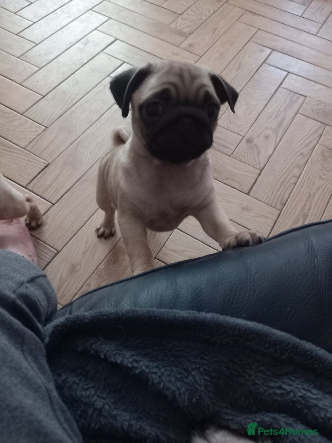 Pug dogs for sale: Pug puppies boys and girls  - Image 9