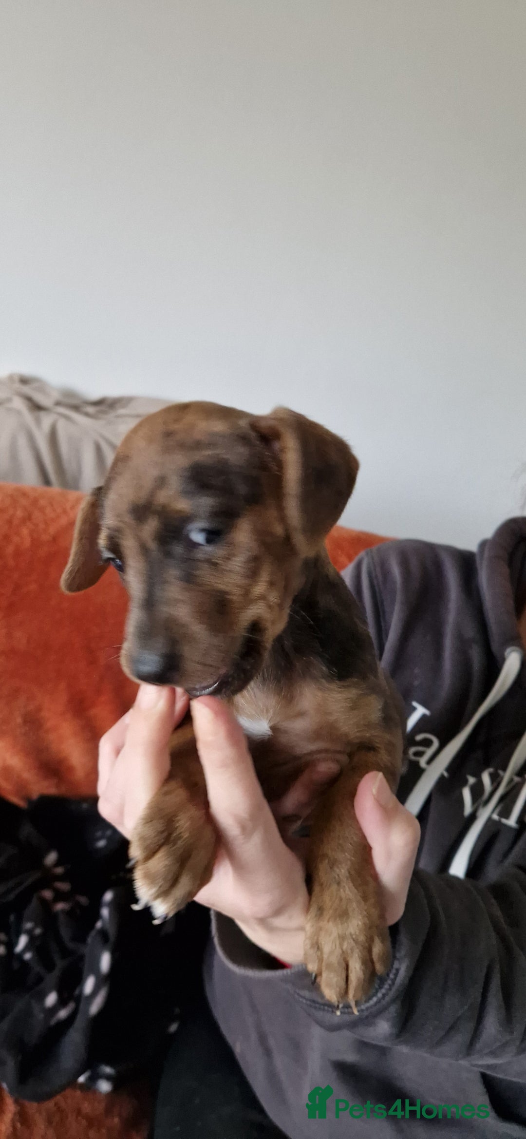 Mixed Breed dogs for sale: 1 brown female left 3/4 jack russsel 1/4 cockapoo - Advert 1