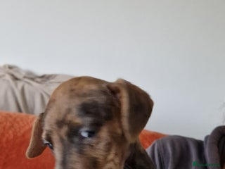 Mixed Breed dogs 1 brown female left 3/4 jack russsel 1/4 cockapoo - Advert 6