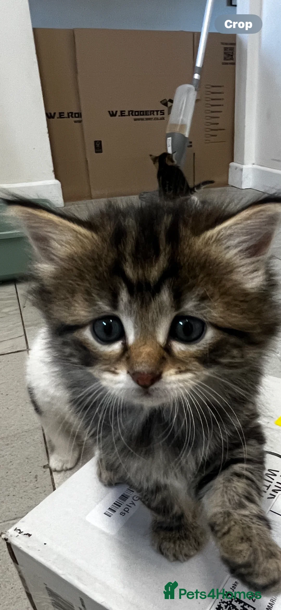 Mixed Breed cats for sale: 4 kittens looking for a loving home. in Doncaster - Advert 8