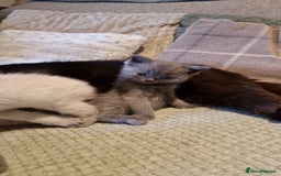 British Shorthair cats for sale: Beutiful British shorthair kittens  - Image 17