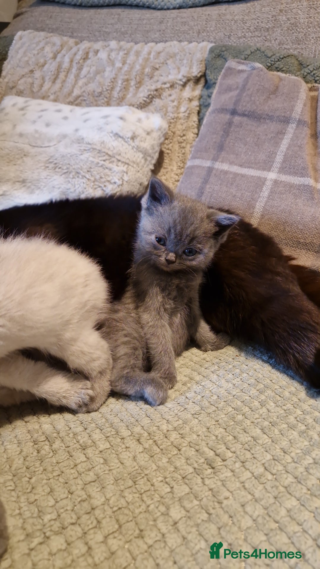 British Shorthair cats for sale: Beutiful British shorthair kittens  - Image 17