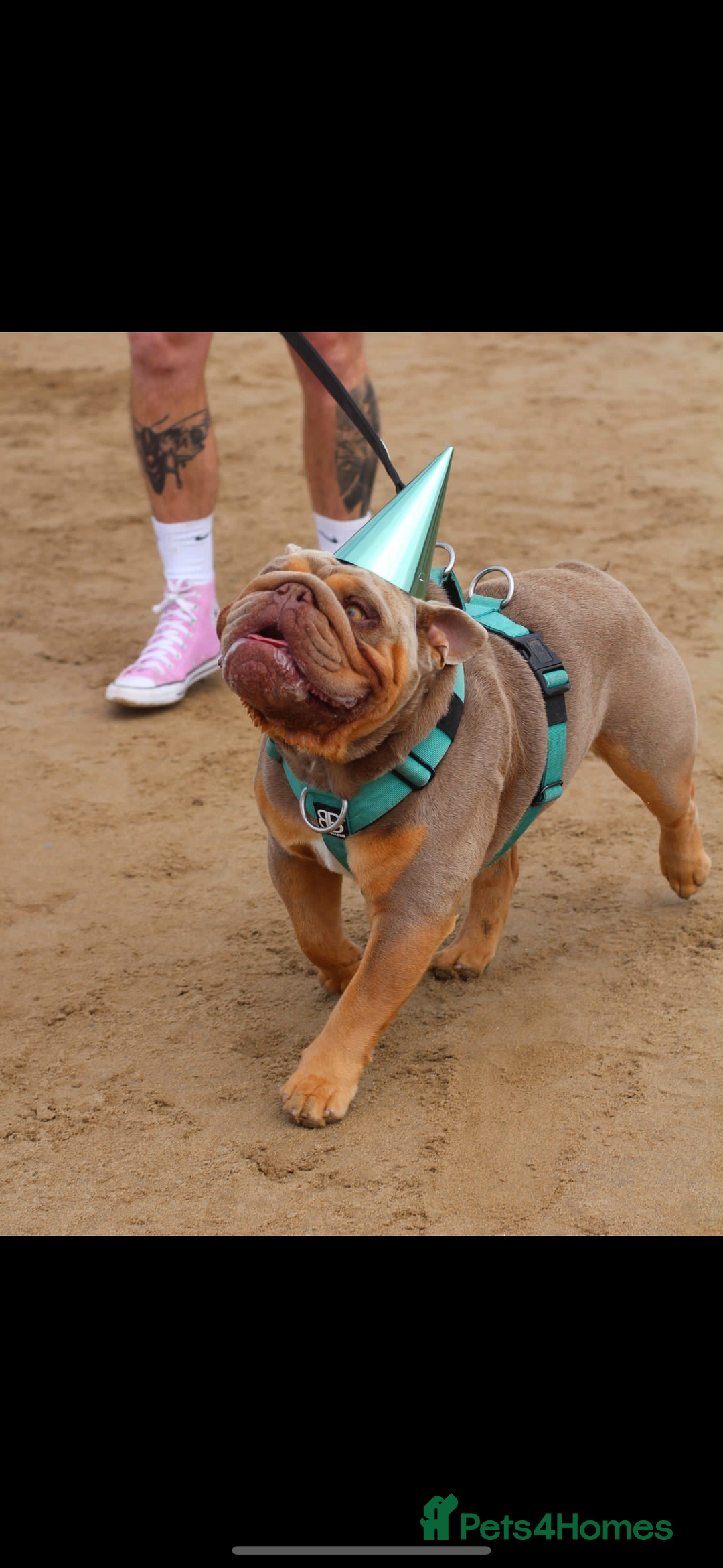 English Bulldog dogs for stud: Fully suited Lilac&Tan English Bulldog Stud😍🔥 in Pontyclun - Image 2