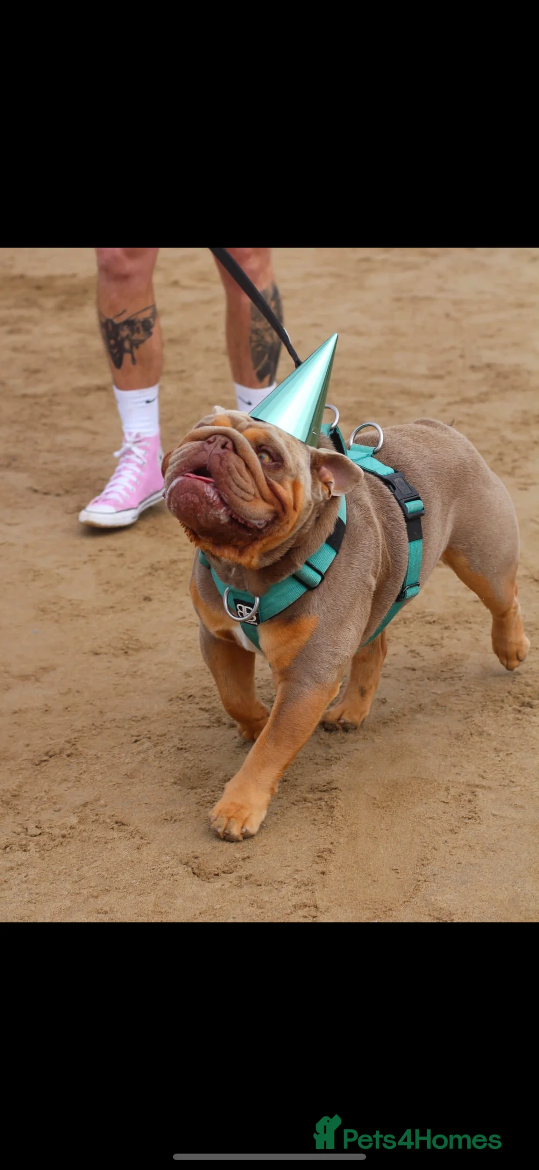 English Bulldog dogs for stud: Fully suited Lilac&Tan English Bulldog Stud😍🔥 in Pontyclun - Advert 2
