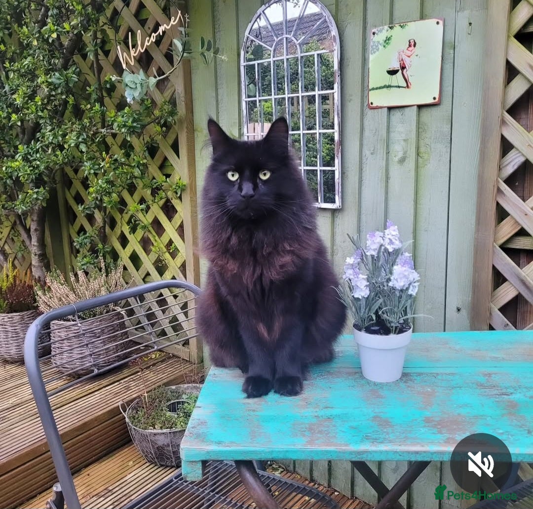 Maine Coon cats for sale: 5 year old MC to re rehomed - Image 4