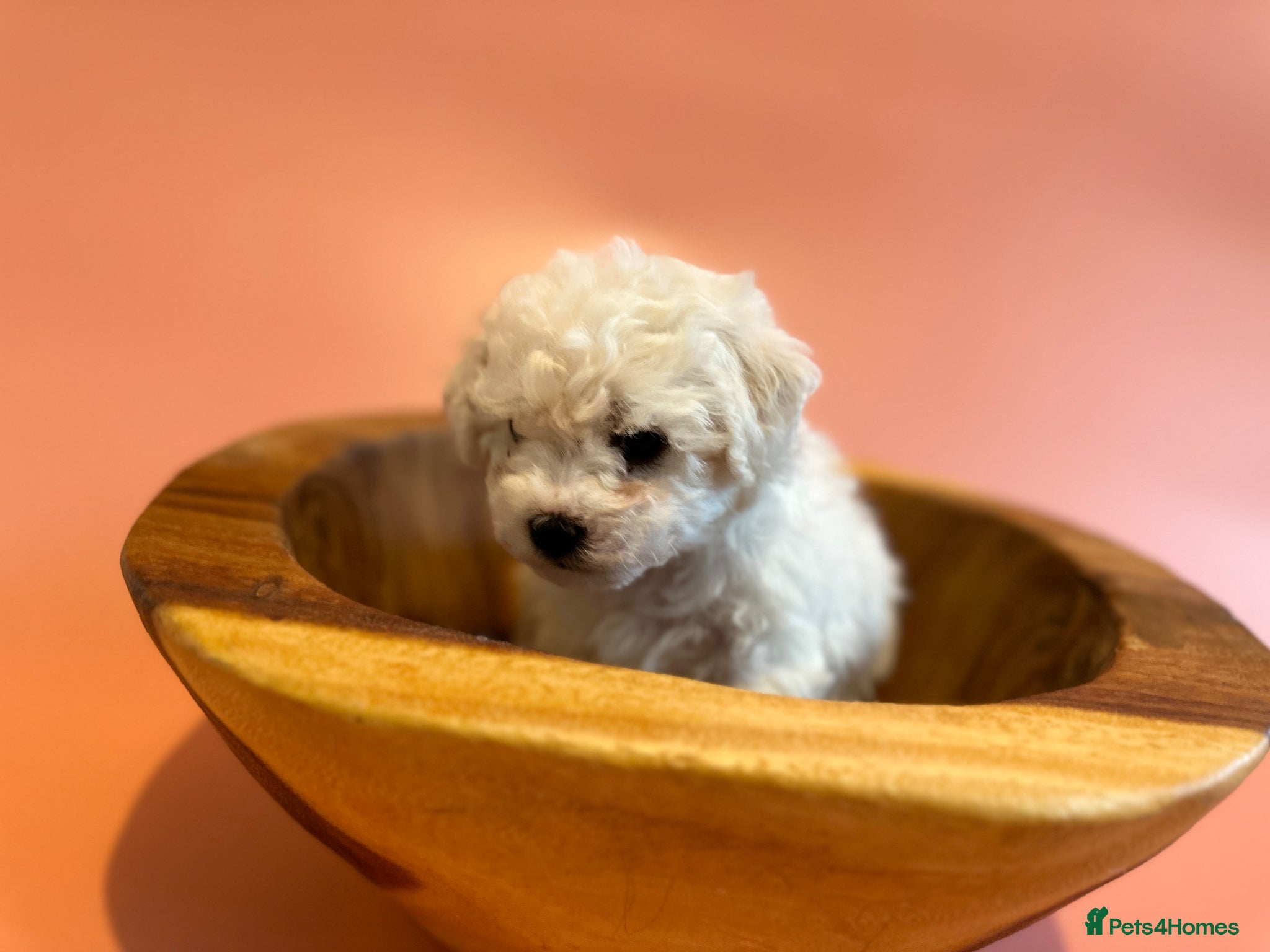 Bichon Frise dogs for sale: KC Bichon Frise Puppies Champion Bloodlines - Advert 9