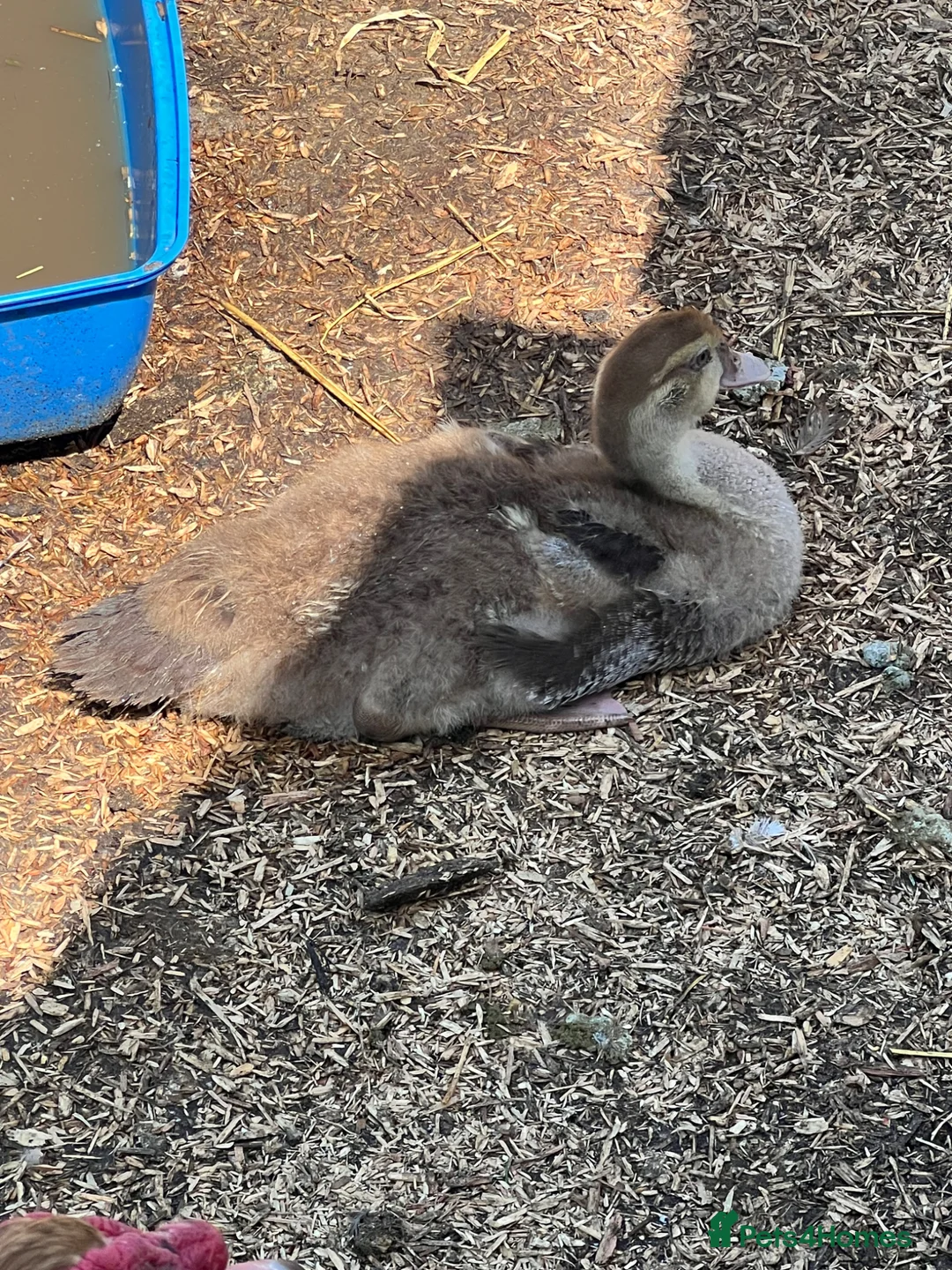 Ducks poultry for sale: Muscovy - lots of colours - Hatched Regularly - Advert 5