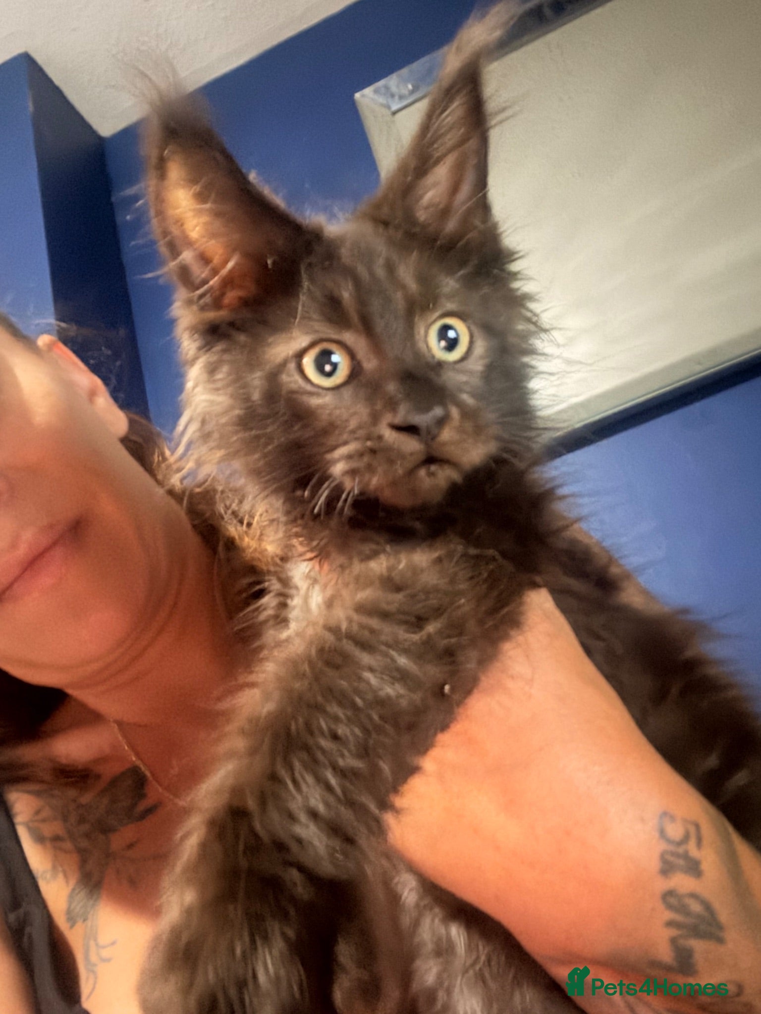 Maine Coon cats Tica registered ready to go & fully vaccinated  - Advert 3