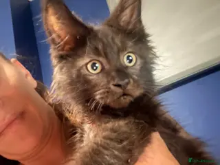Maine Coon cats Tica registered ready to go & fully vaccinated - Advert 3