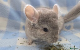 Chinchilla rodents for sale: Young adult and baby chinchillas RPA/RPAC - Image 6