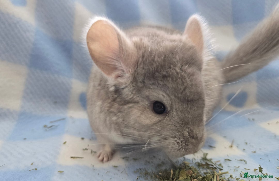 Chinchilla rodents for sale: Young adult and baby chinchillas RPA/RPAC - Image 6
