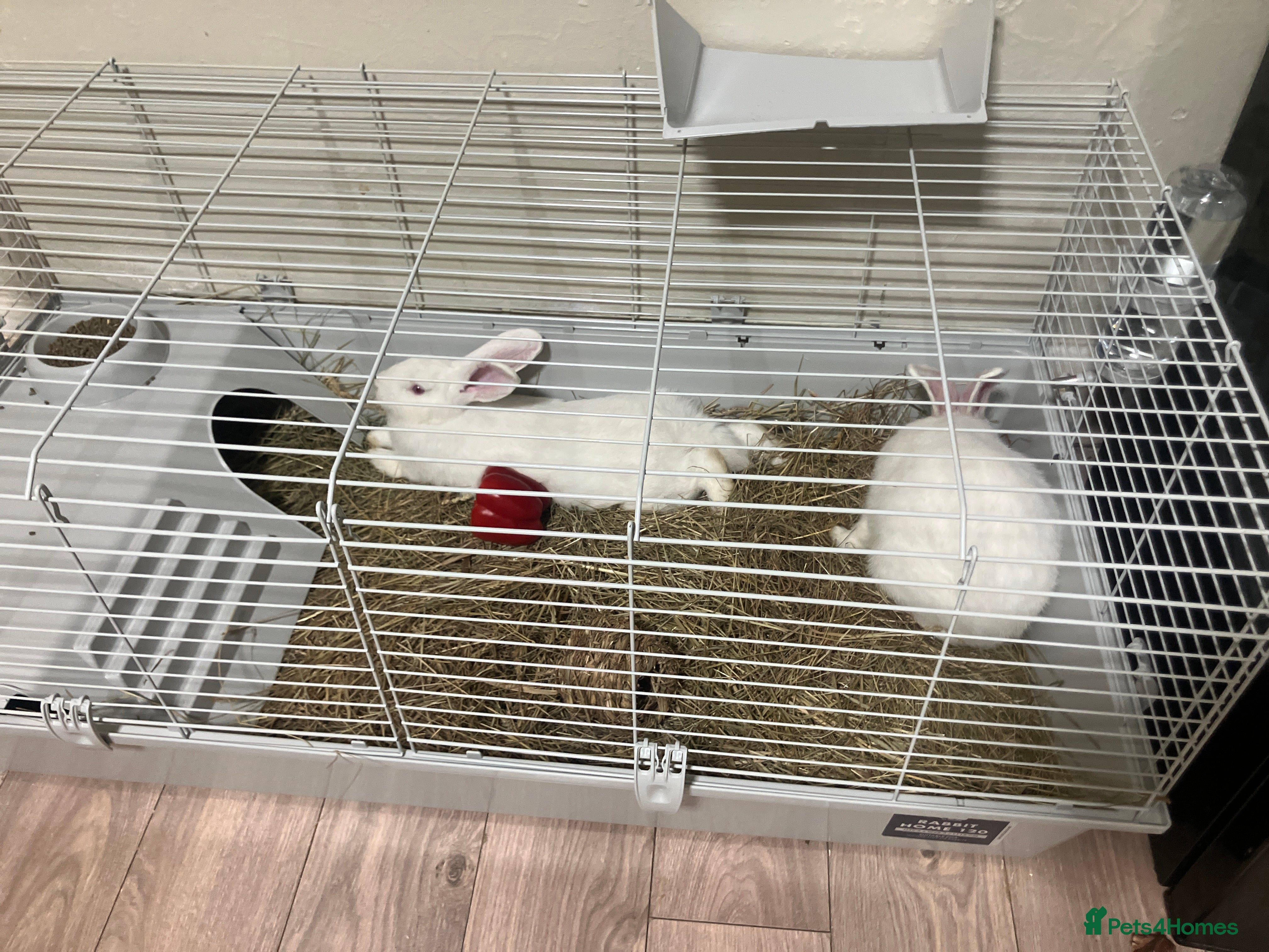 Alaska rabbits Pearl white albino rabbit  - Advert 1