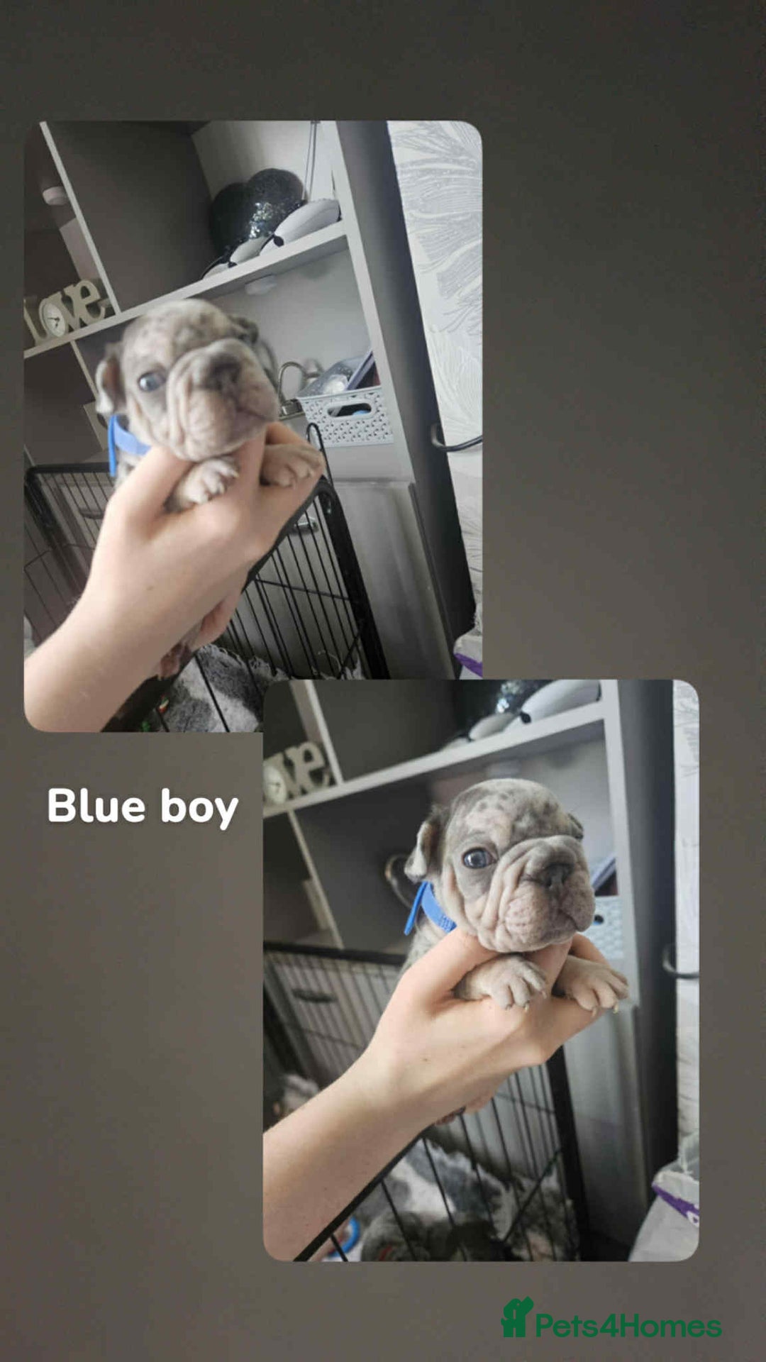 French Bulldog dogs for sale:  Beautiful french bulldog puppies for sale - Image 7