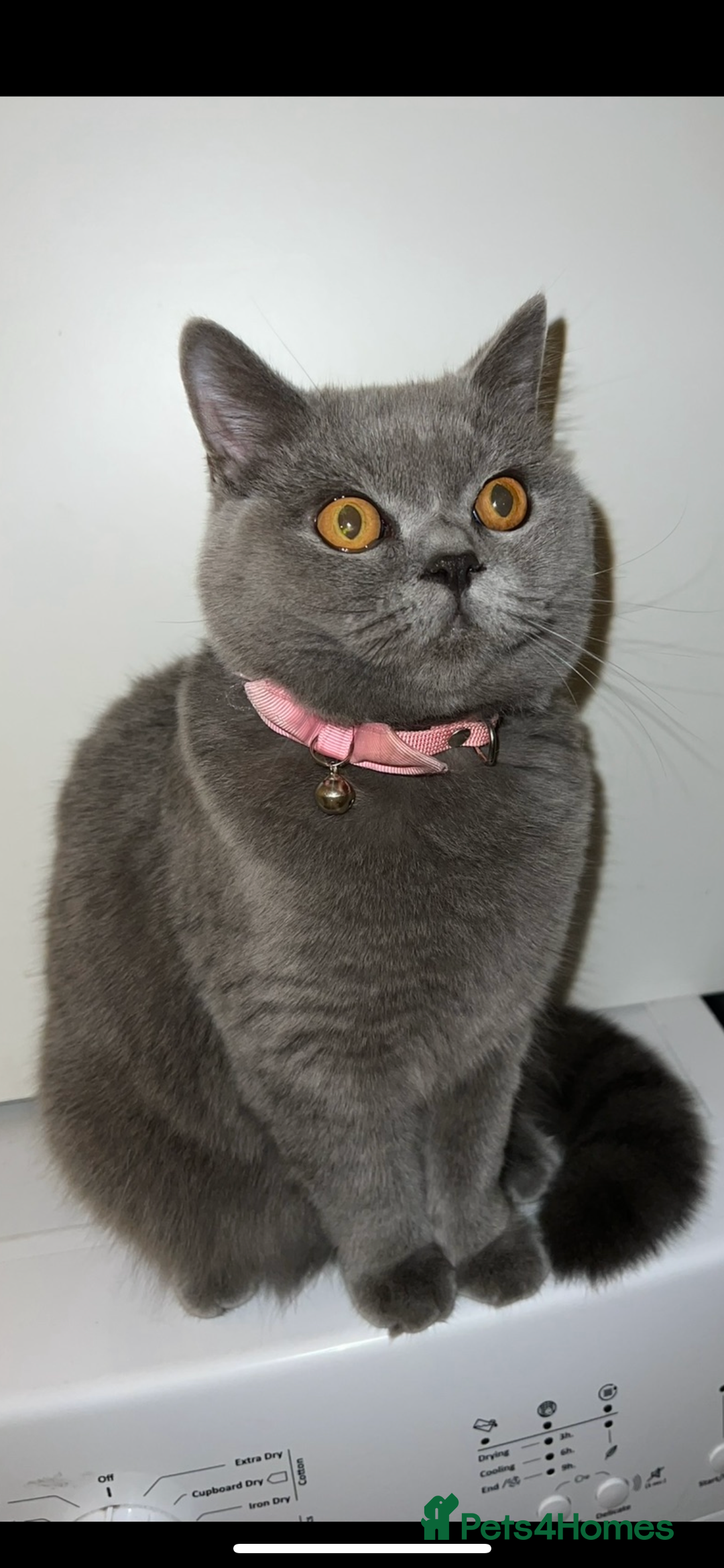 British Shorthair cats for sale: Beautiful British Shorthair Kittens - Image 20