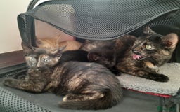 British Shorthair cats for sale: Cute playful smart kittens ready for new homes - Image 7