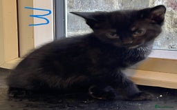 Mixed Breed cats for sale: Friendly kittens looking for loving homes 🐾 - Image 3