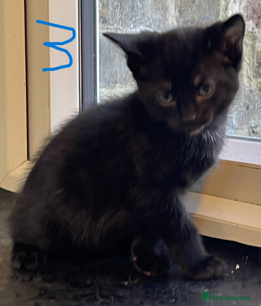 Mixed Breed cats for sale: Friendly kittens looking for loving homes 🐾 - Image 3