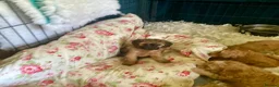 Cockapoo dogs for sale: 🐶Ready 23rd July🐶 Toy and min cockapoo F1bb. - Advert 3