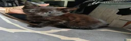 Mixed Breed cats for sale: Kittens  - Advert 5