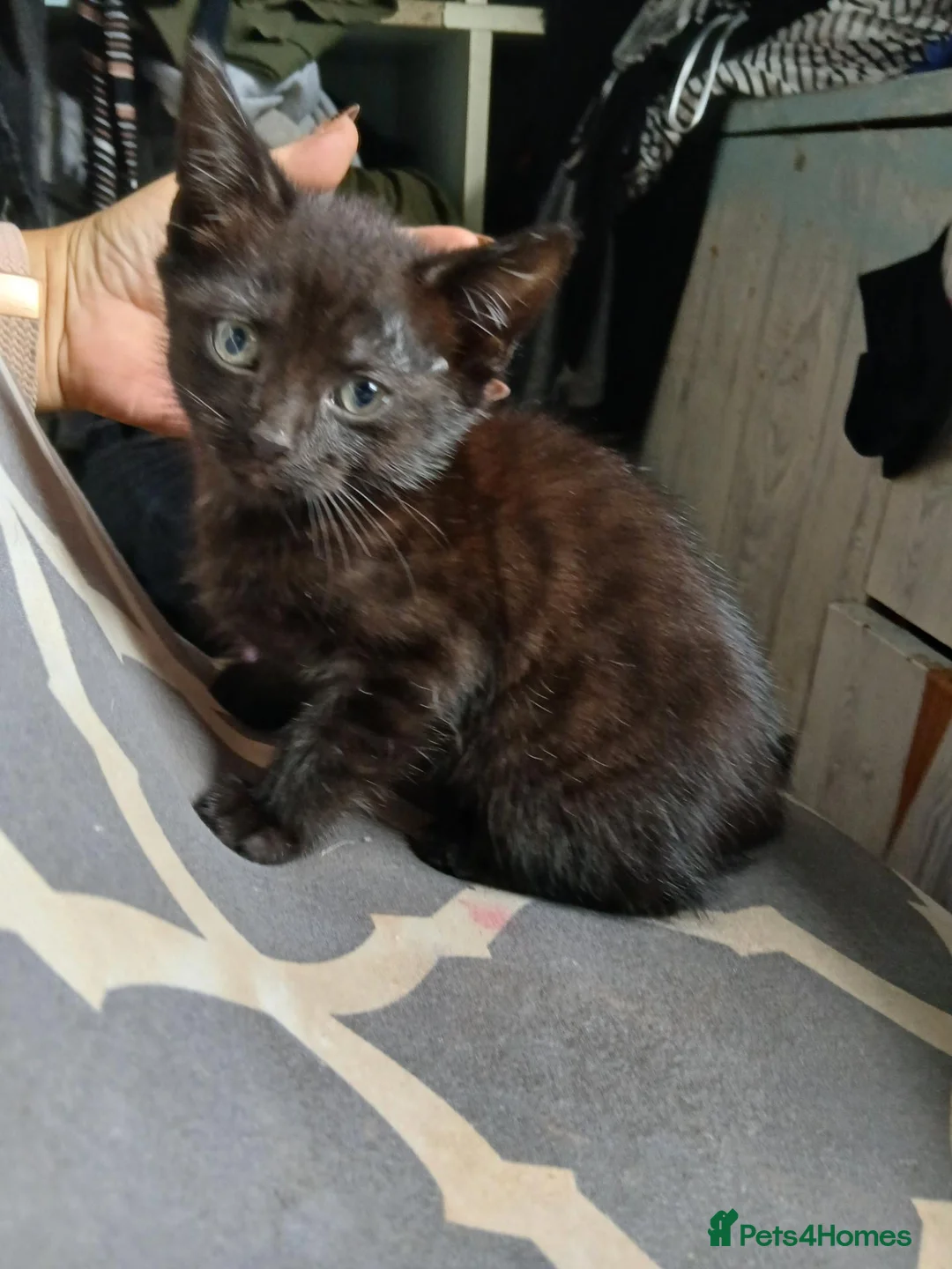 Mixed Breed cats for sale: Kittens  - Advert 5