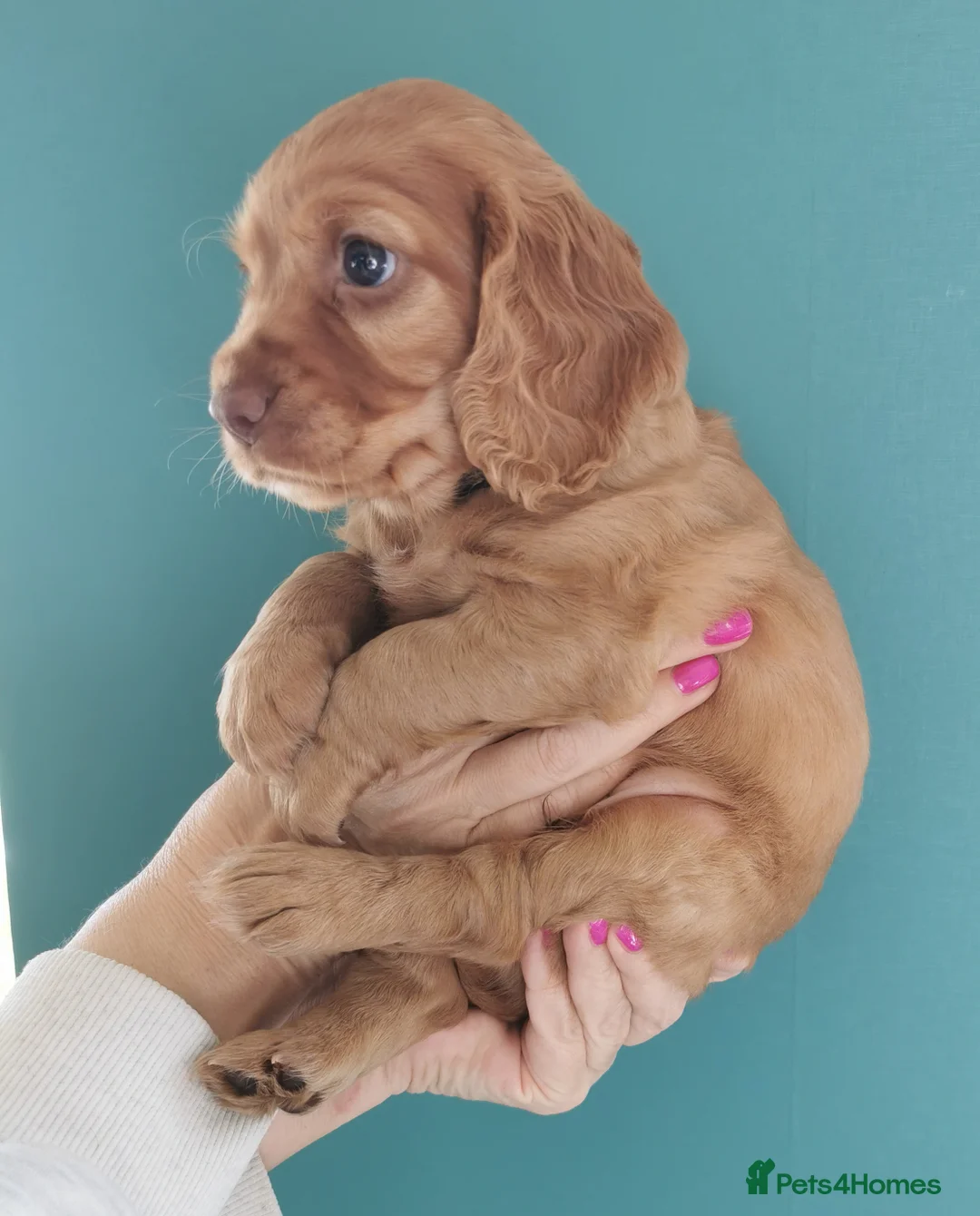 Cocker Spaniel dogs for sale: FTCH Pedigree Working Cocker Spaniels  - Advert 29