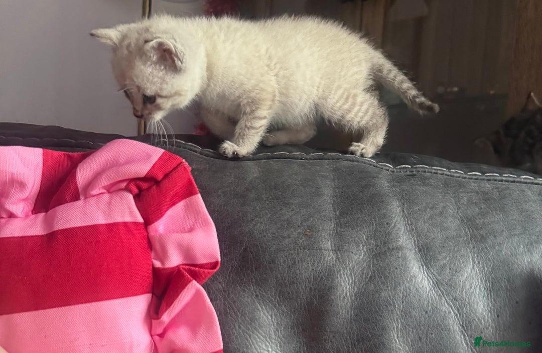 Mixed Breed cats for sale: Kittens needing loving homes  - Advert 25