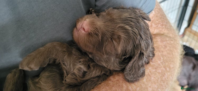 Australian Labradoodle dogs - Advert 1