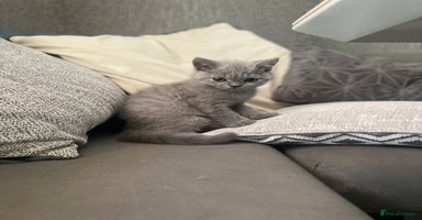 British Shorthair cats - Advert 16
