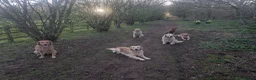 Golden Retriever dogs for sale: Champion Pedigree Puppies - Advert 4