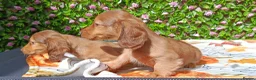 Miniature Dachshund dogs for sale: READY NOW LH SHADED CREAM MINI KC REG PRA CLEAR - Advert 2