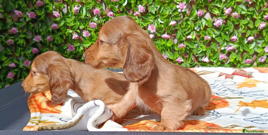 Miniature Dachshund dogs for sale: READY NOW LH SHADED CREAM MINI KC REG PRA CLEAR - Advert 2