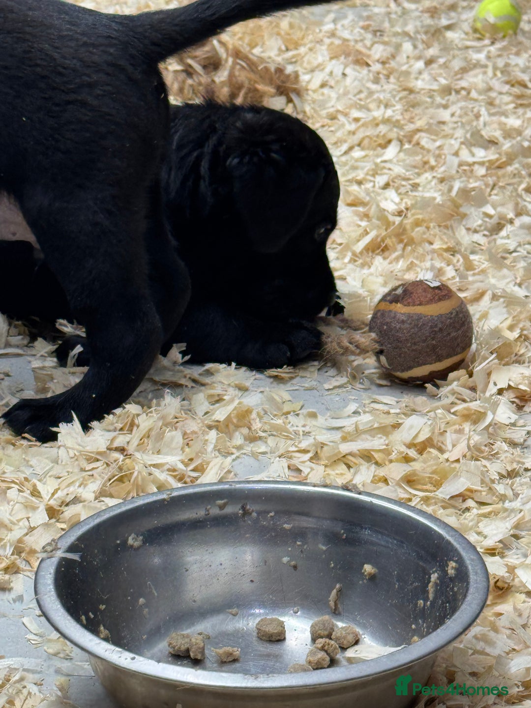 Labrador Retriever dogs for sale: Outstanding Labrador puppies  - Image 5