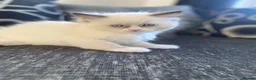 Ragdoll cats for sale: 100% Fully Traceable ragdoll kitten for sale - Advert 5