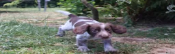 Cocker Spaniel dogs for sale: Working cockers  - Advert 15