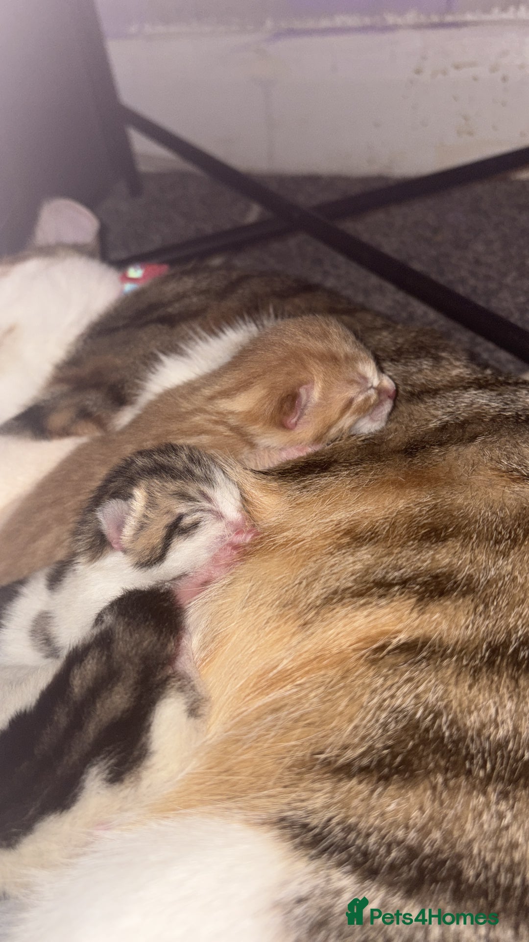 Mixed Breed cats for sale: Kittens  - Image 7