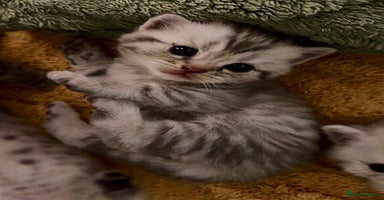 British Shorthair cats - Advert 13