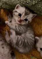 British Shorthair cats - Advert 13