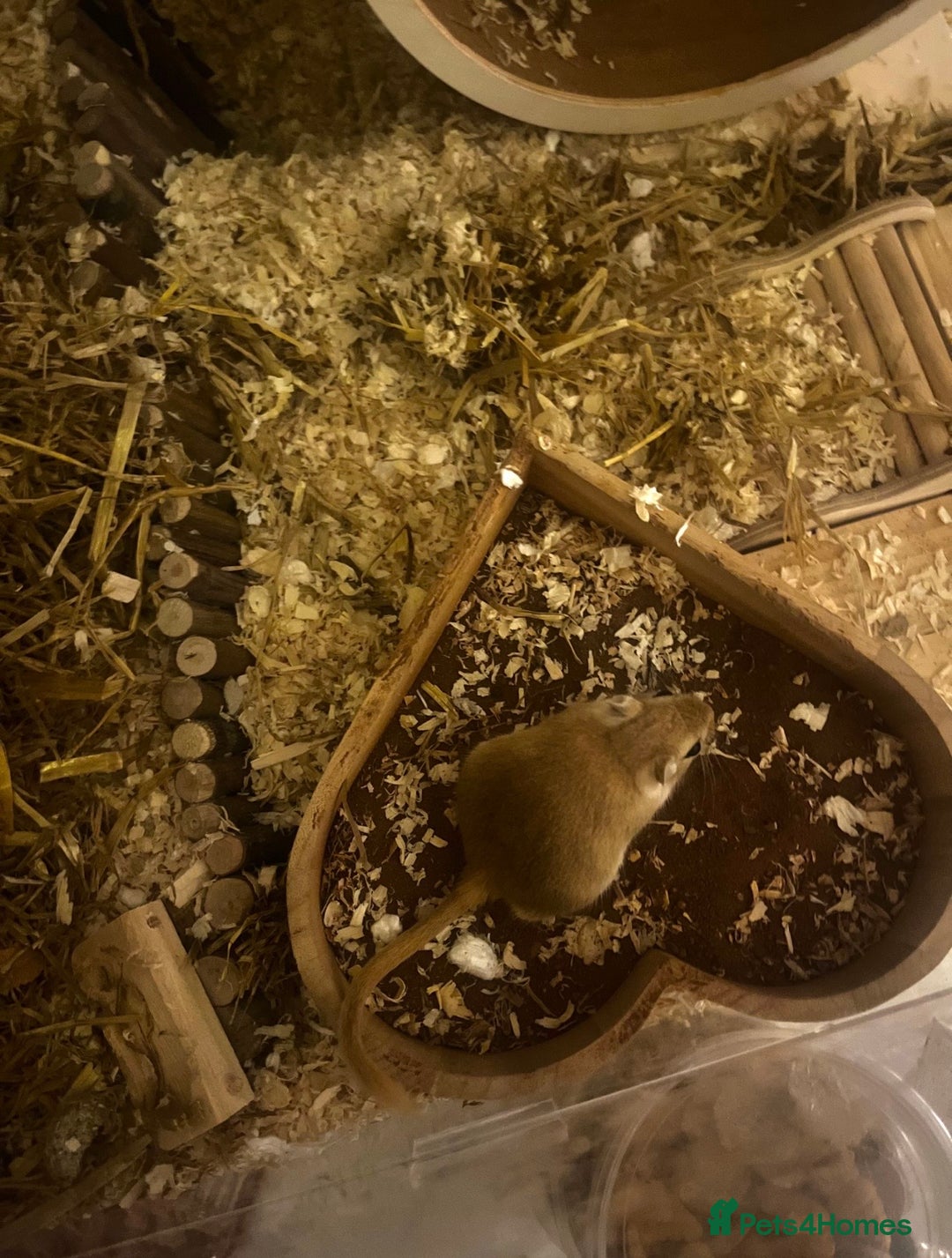 Gerbil rodents for sale: two male gerbils +cage+ supplies - Advert 2