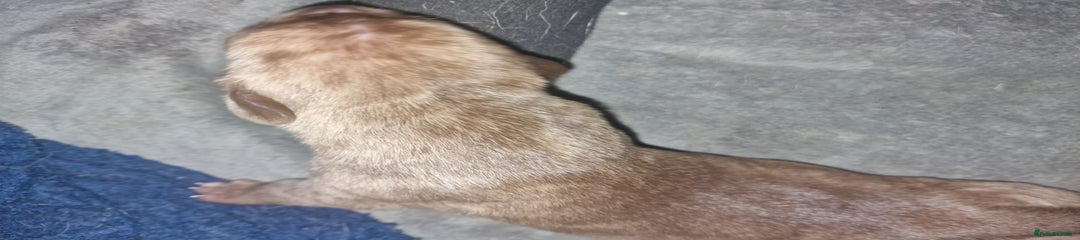Mixed Breed Puppy 5