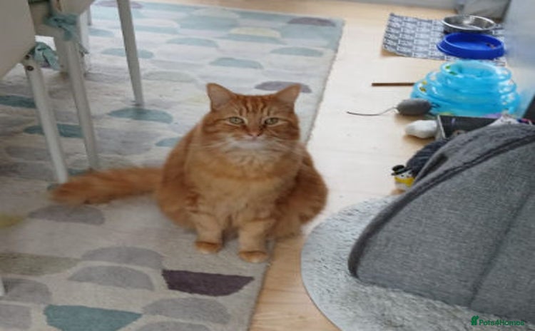 Mixed Breed cats BEANS - Advert 3