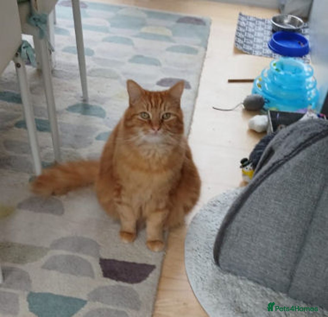 Mixed Breed cats for adoption: BEANS - Advert 1