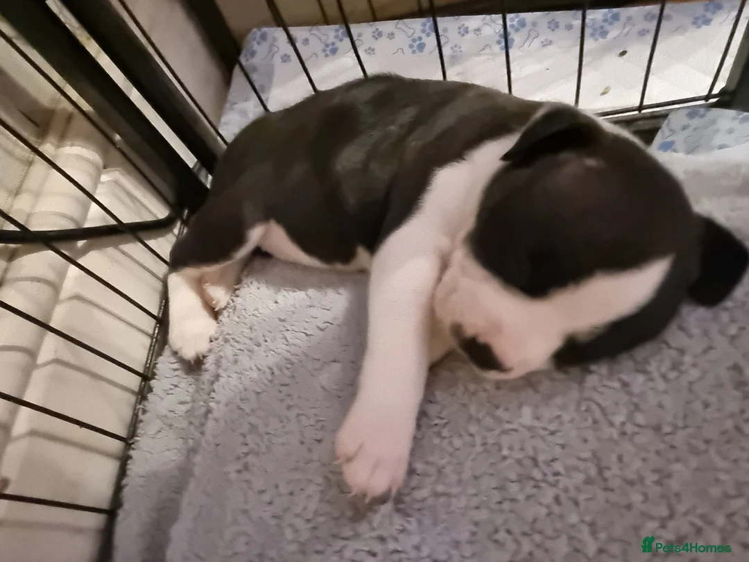 Mixed Breed dogs for sale: Beautiful Staffordshire cross puppies  in Stoke-on-Trent - Advert 2