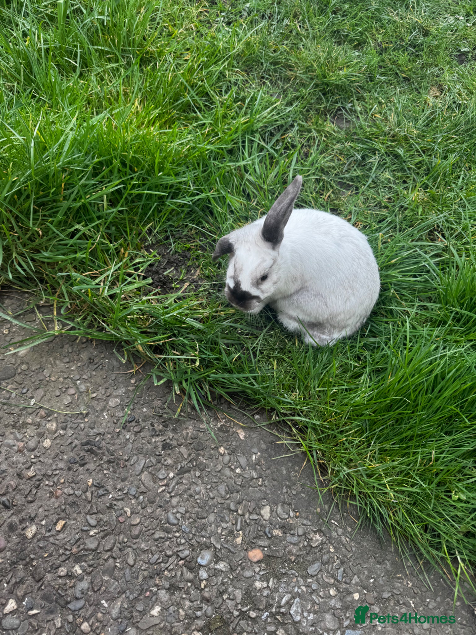 Mixed Breed rabbits Rabbit Nugget Male - Advert 1