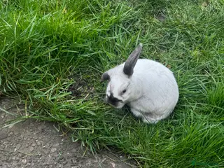 Mixed Breed rabbits Rabbit Nugget Male - Advert 1
