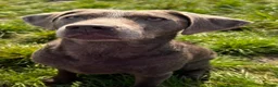 Labrador Retriever dogs for sale: Beautiful KC silver Labrador  - Advert 3