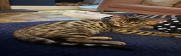 Bengal cats for sale: Pure bread Bengals - Advert 21